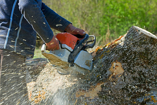  Grover, WY Tree Service Pros